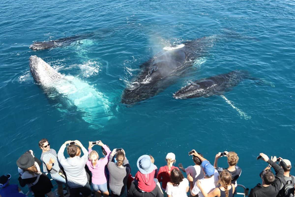 Mirissa Whale Watching & Coconut Tree Hill
