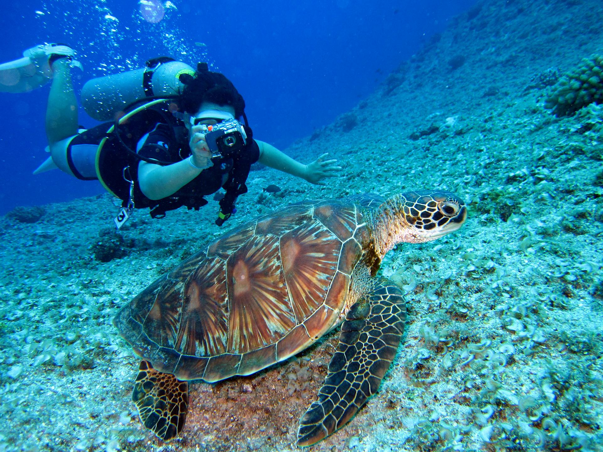Wild Sea Turtle Swimming at Polhena